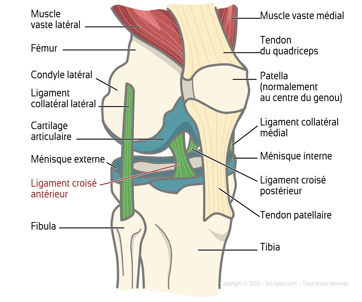 comment renforcer ligaments