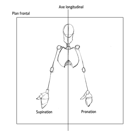 Pronation et supination de la main