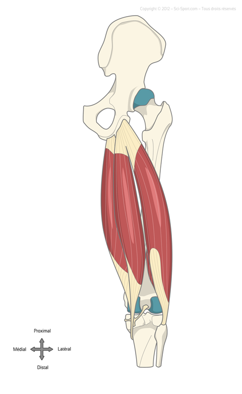 Les muscles ischio-jambiers : semi-membraneux, semi-tendineux et biceps fémoral.