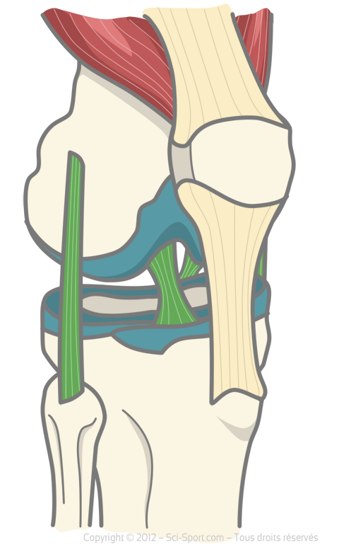 L'articulation du genou et les principaux ligaments