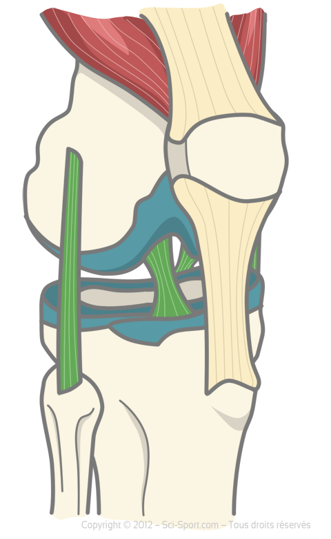 Articulation du genou avec vue sur le ligament croisé antérieur