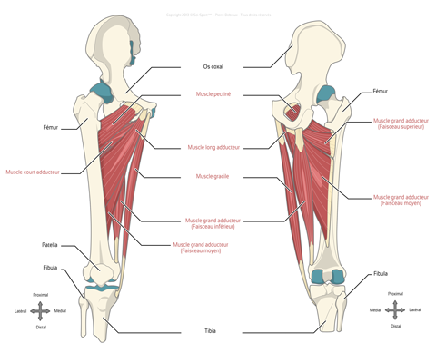Les muscles adducteurs de la hanche : long adducteur, court adducteur, grand adducteur, pectiné et gracile
