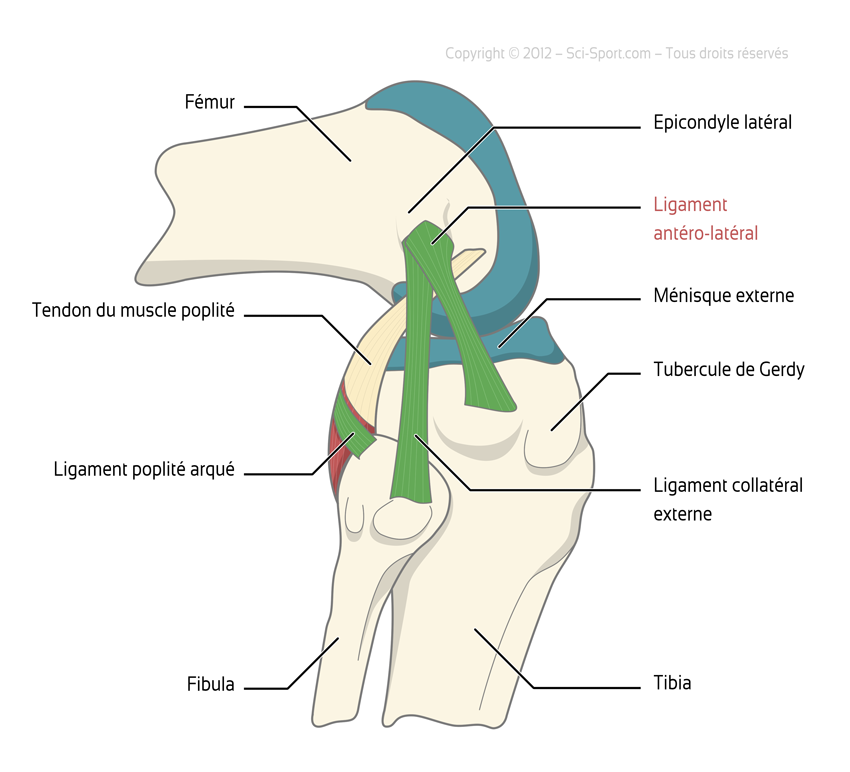 ligament lateral interior interior al articulației genunchiului