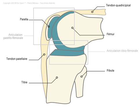 Anatomie du genou : articulation tibio-fémorale et patello-fémorale