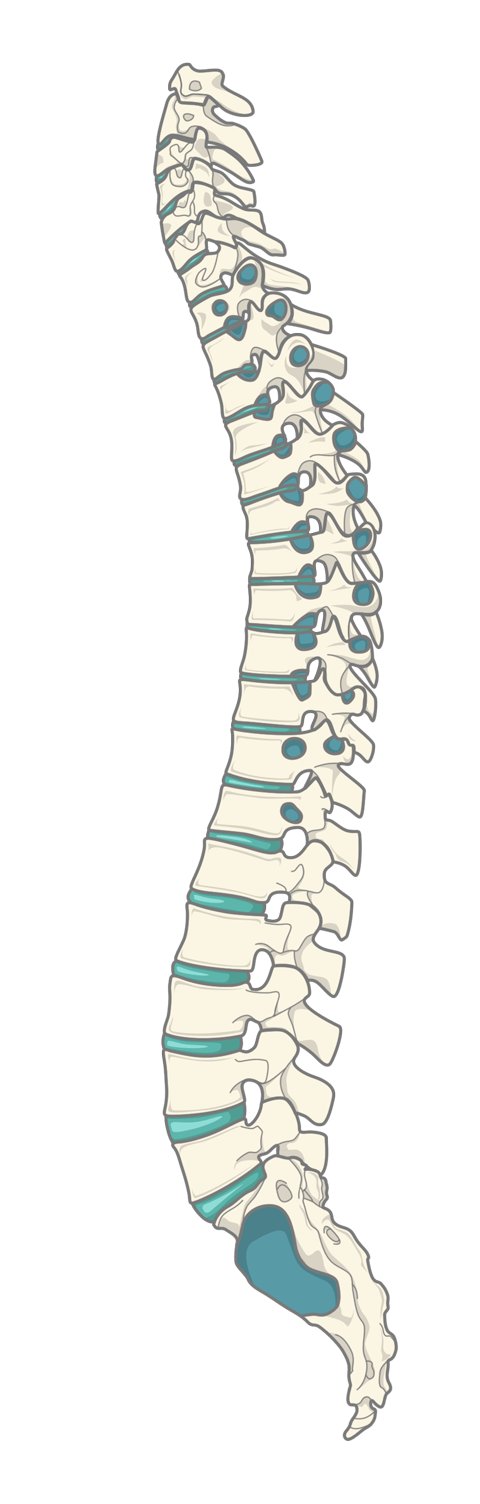 La colonne vertébrale (ou rachis) d'un adulte