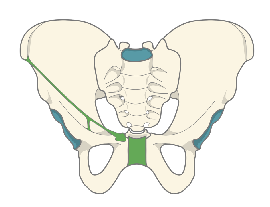 Bassin humain : os coxaux et le sacrum.