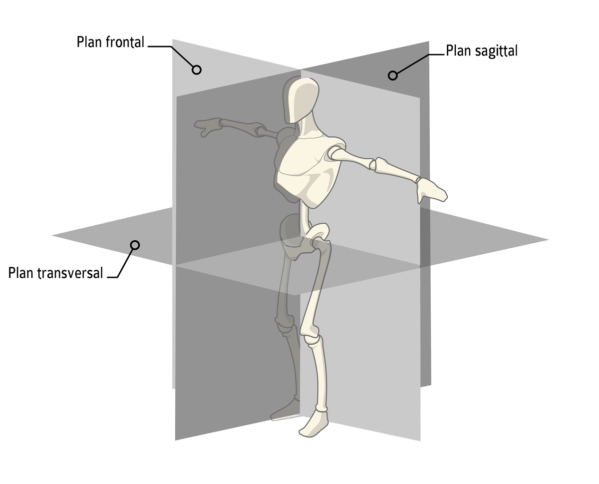 Bevægelsesplaner, sagitale, frontale og transversale bevægelsesplan