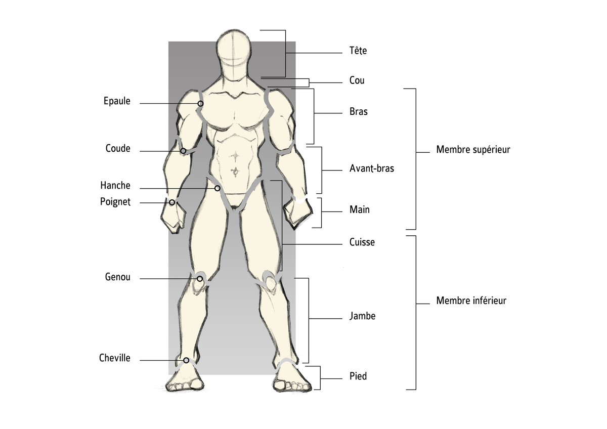 Anatomie : définition, schéma, comprendre le corps humain