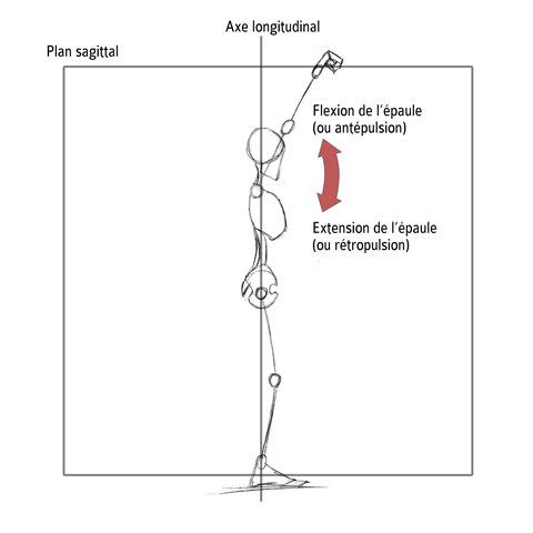 Extension / Flexion de l'épaule