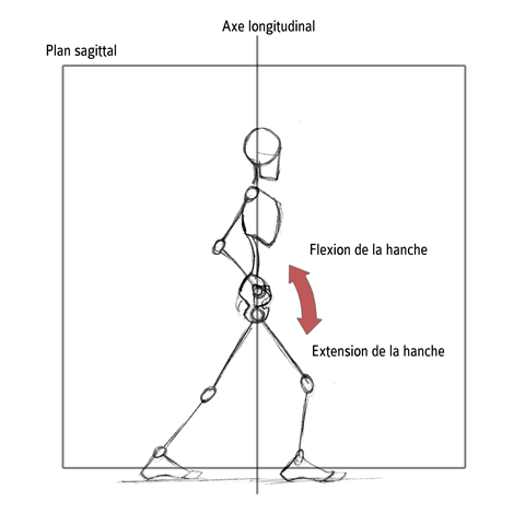 Extension / Flexion de la hanche