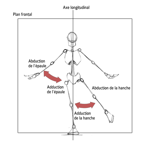 Abduction / Adduction de l'épaule et de la hanche dans le plan sagittal