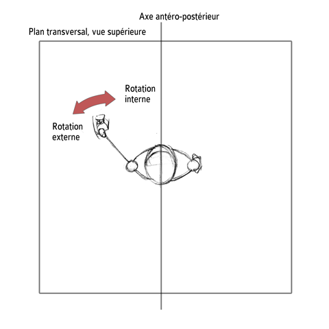 Rotation Externe / Interne de l'épaule dans le plan transversal